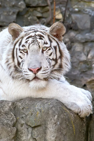 Fehér bengáli tigris — Stock Fotó
