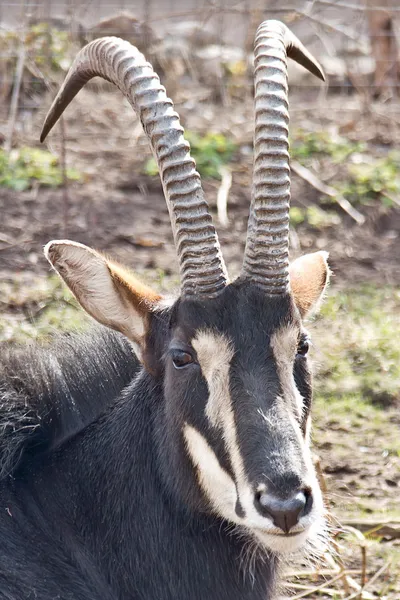 Siyah antilop — Stok fotoğraf