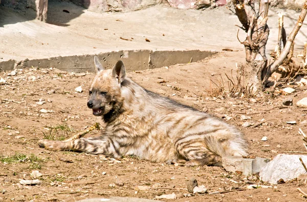 Hyena žíhaná — Stock fotografie