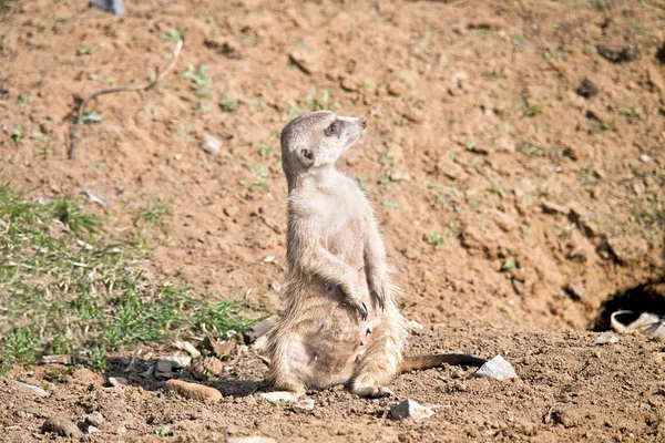 Meerkat — стокове фото