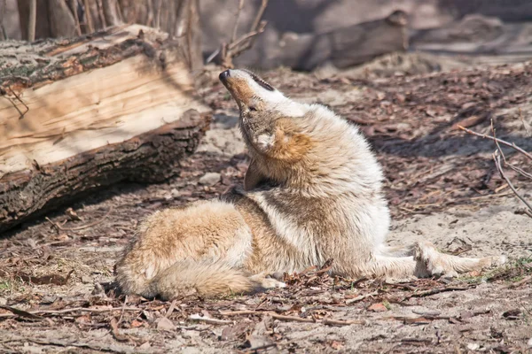 Grey wolf — Stock Photo, Image