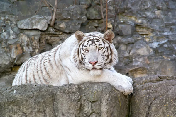 Tigre de Bengala Branco — Fotografia de Stock