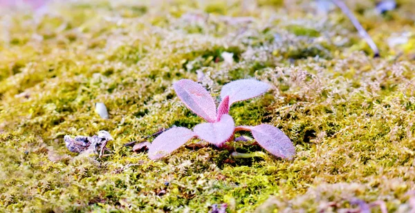 Planta na primavera — Fotografia de Stock