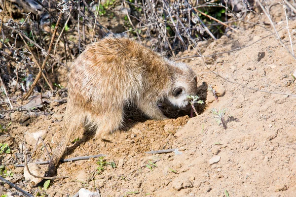 Meerkat — Stockfoto