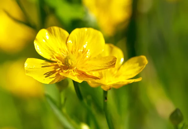 Düğünçiçeği acris — Stok fotoğraf