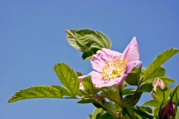 Cerdas florecientes — Foto de Stock