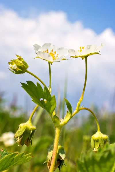 Fresa con flores — Foto de Stock