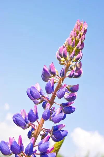 Lupin — Stock Photo, Image