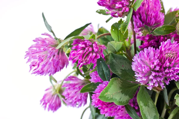 Bouquet of flowers clover — Stock Photo, Image