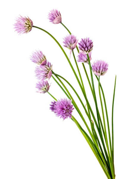 Цибуля шалот квіти — стокове фото