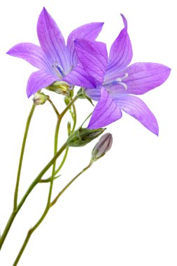 çan çiçeği