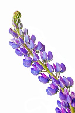 Lupinus 