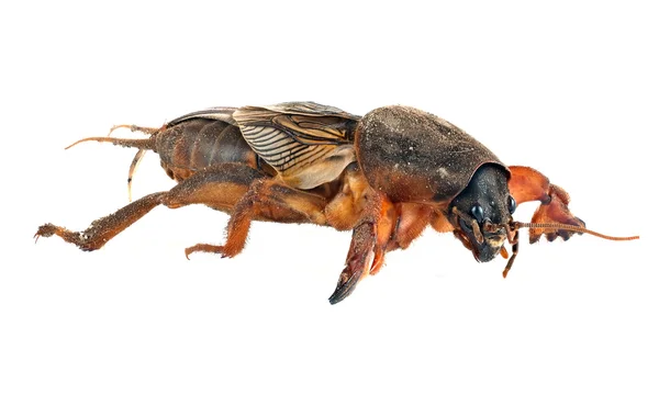 Mole cricket — Stock Photo, Image