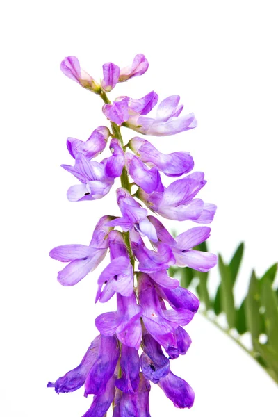 Vetch o guisante de ratón — Foto de Stock