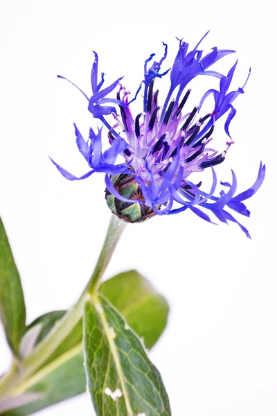 Centaurea — Foto Stock