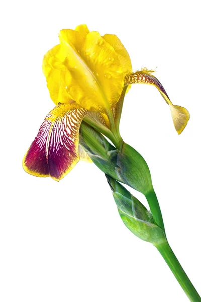 Iris — Stok fotoğraf