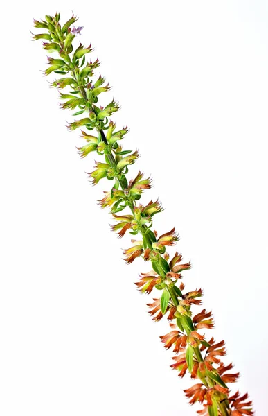 Equisetum sylvaticum — Stockfoto