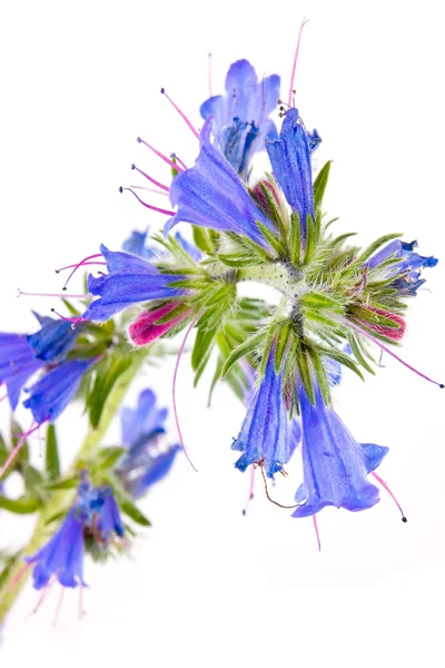 Echium vulgare — Stockfoto