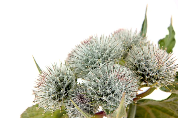 Burdock large — Stock Photo, Image