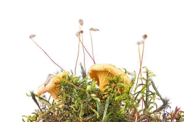 Cantharellus — Stock Photo, Image