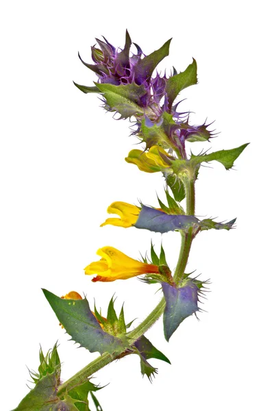 Melampyrum nemorosum, o Ivan-da-Marya — Foto Stock