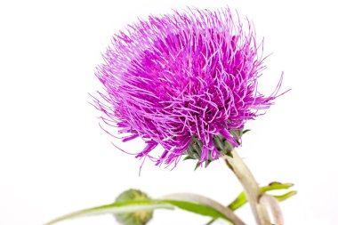 Knapweed
