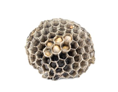 Honeycomb paper wasp  clipart