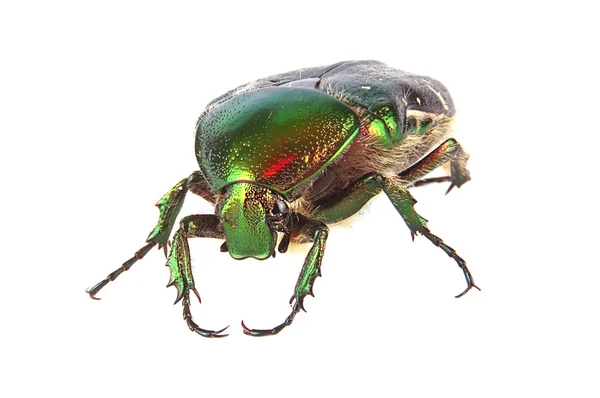 Cetonia aurata — Stockfoto