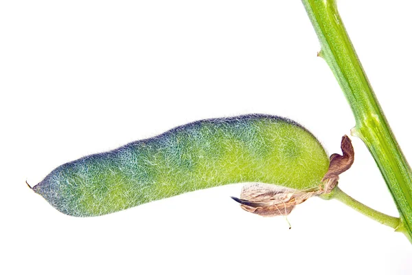 A pod of plant is a lupin — Stock Photo, Image