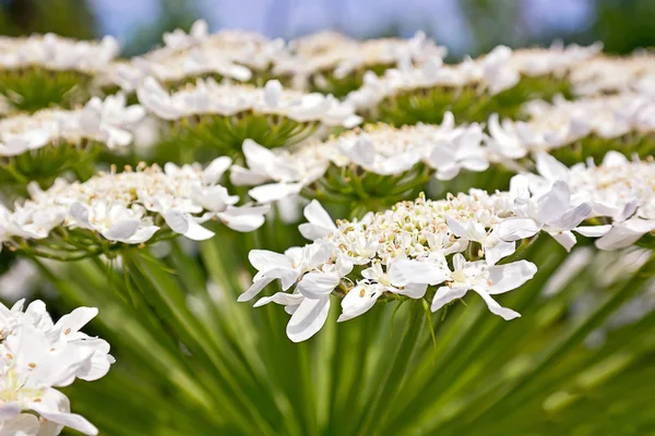 Heracleum bloem — Stockfoto