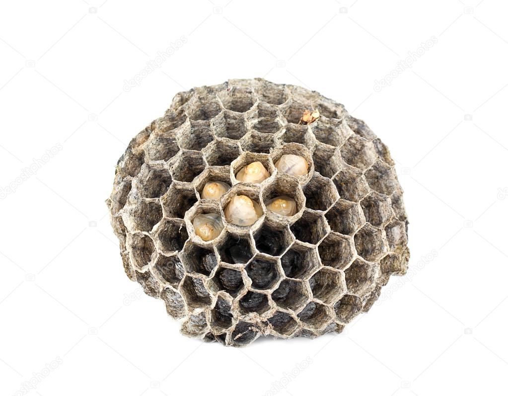 Honeycomb paper wasp 