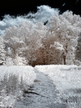 Park yolu. Kızılötesi fotoğraf 