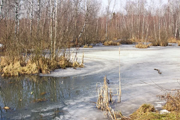 Voorjaar — Stockfoto