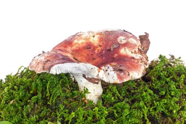 Mshroom Russula