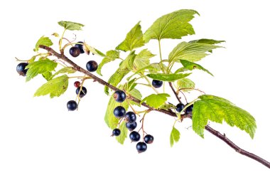 Blackcurrant