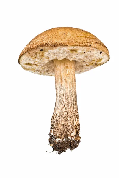 Mushroom is a brown cap boletus — Stock Photo, Image