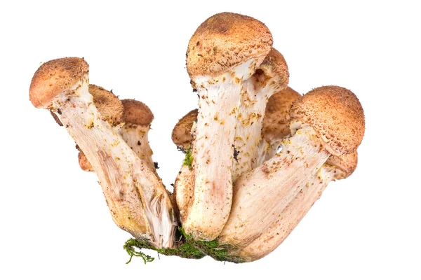 Honey fungus, or Armillaria or openky — Stock Photo, Image