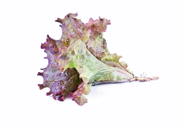A plant is lettuce — Stock Photo, Image