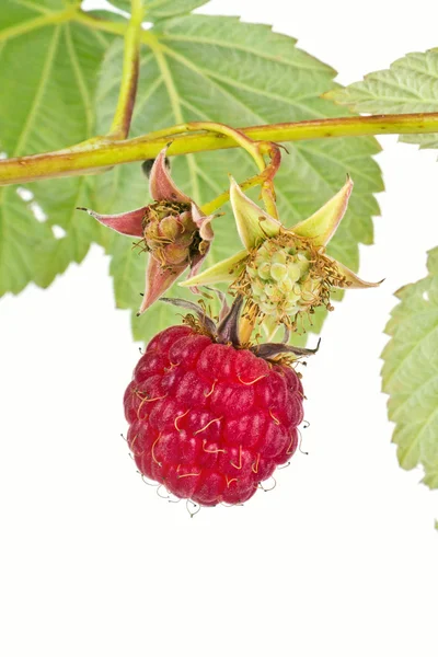 Raspberry — Stock Photo, Image