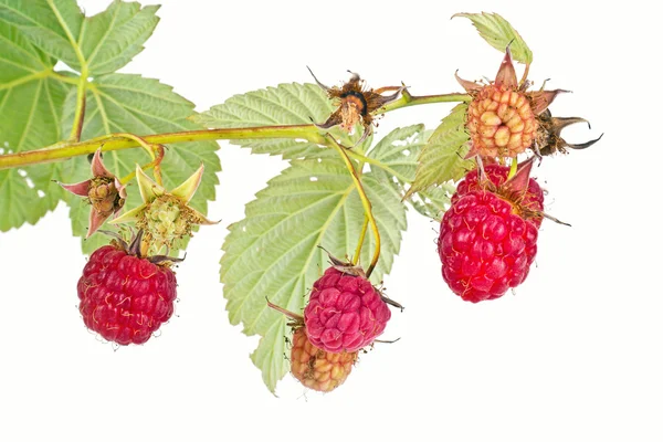 Raspberry — Stock Photo, Image