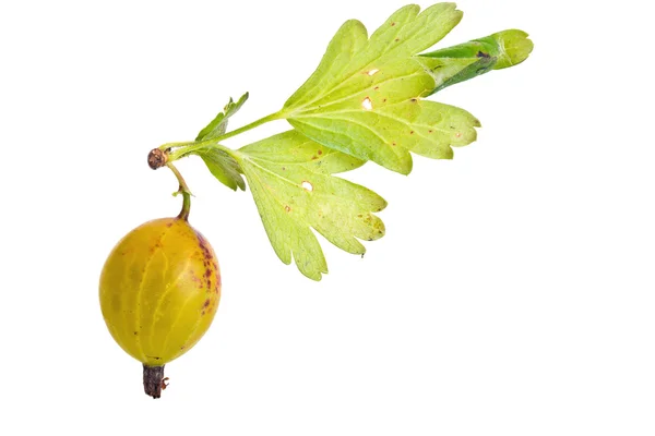 Gooseberries and struck tortricidae sheet — Stock Photo, Image