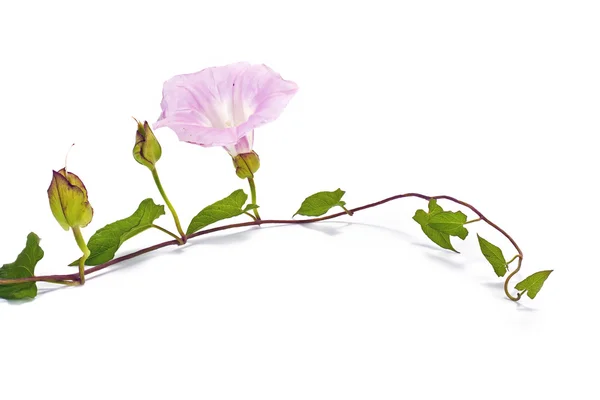 Kahkaha. convolvulus arvensis — Stok fotoğraf