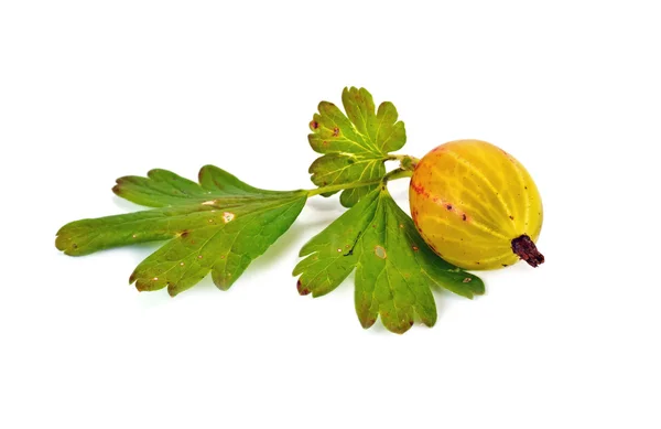 Gooseberry — Stock Photo, Image