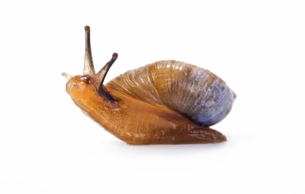 Snail — Stock Photo, Image