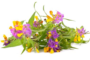 melampyrum nemorosum veya Ivan-da-marya
