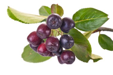 siyah chokeberry aronia veya siyah rowan