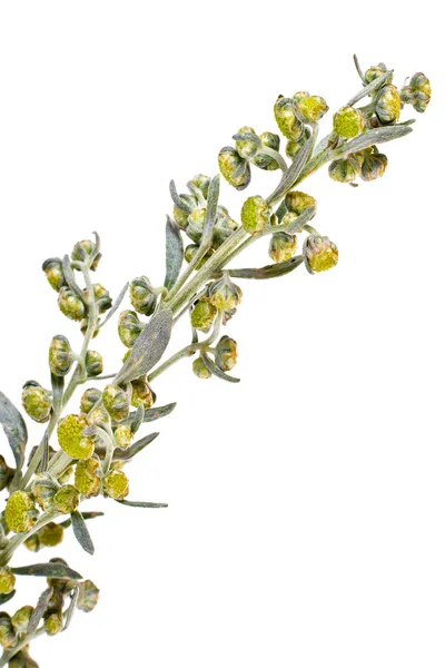 Wormwood — Stock Photo, Image