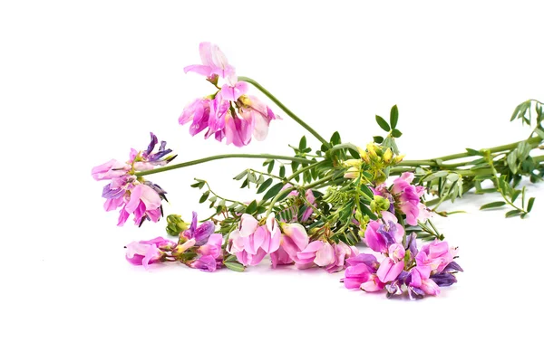 Vetch or mouse pea — Stock Photo, Image