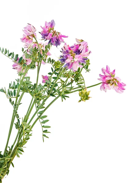 Vetch o guisante de ratón — Foto de Stock