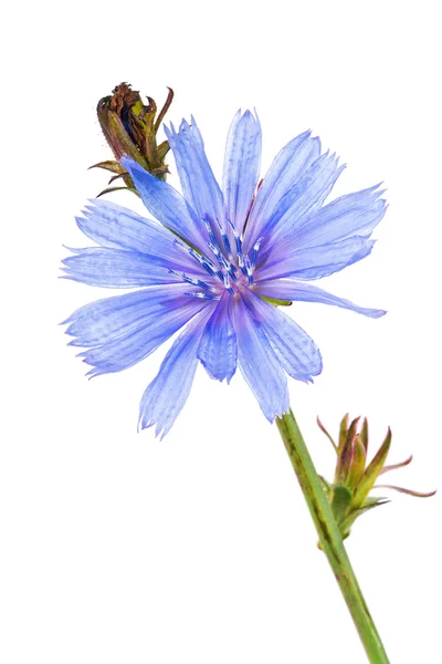 Chicory — Stock fotografie